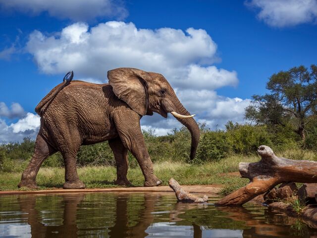 Elegant Güney Afrika Türk Hava Yolları ile 7 Gece *