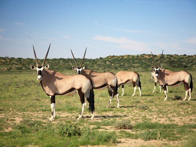 Elegant Güney Afrika Türk Hava Yolları ile 7 Gece *