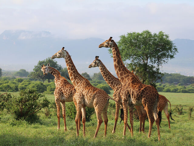 Elegant Güney Afrika Türk Hava Yolları ile 7 Gece *