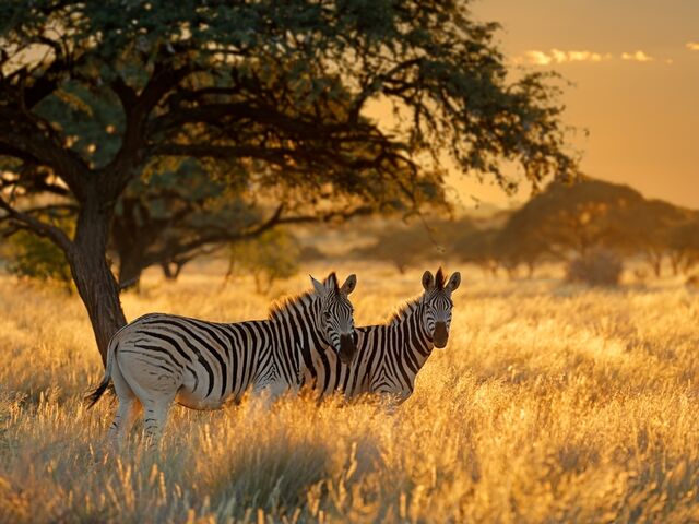 Elegant Güney Afrika Türk Hava Yolları ile 7 Gece *