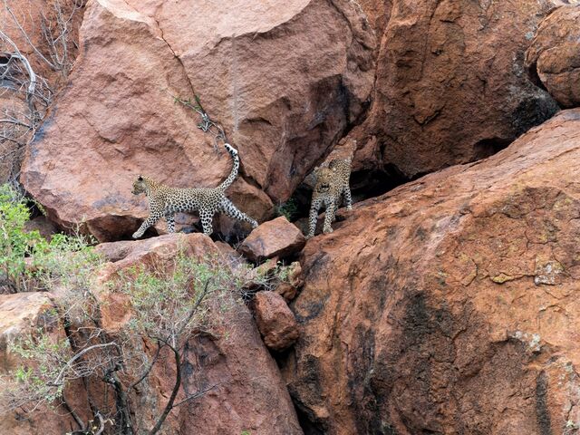 Görkemli Güney Afrika Ve Safari 7 Gece - Thy Ile 01 Haziran (Kurban Bayramı Özel) *