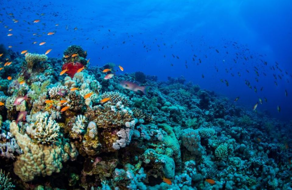 Promosyon Sharm El Sheikh Turu Ajet ile 3 Gece Otelden Erken Çıkışlı