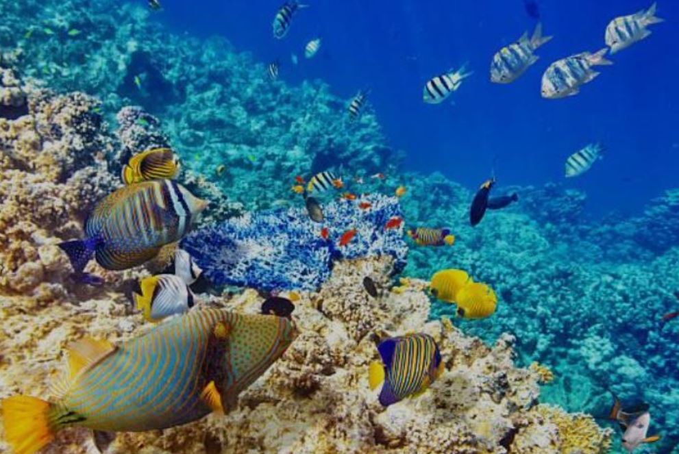 Kızıldeniz Akvaryumu “Sharm El Sheikh” THY ile 5 Gece Her Şey Dahil Konaklama