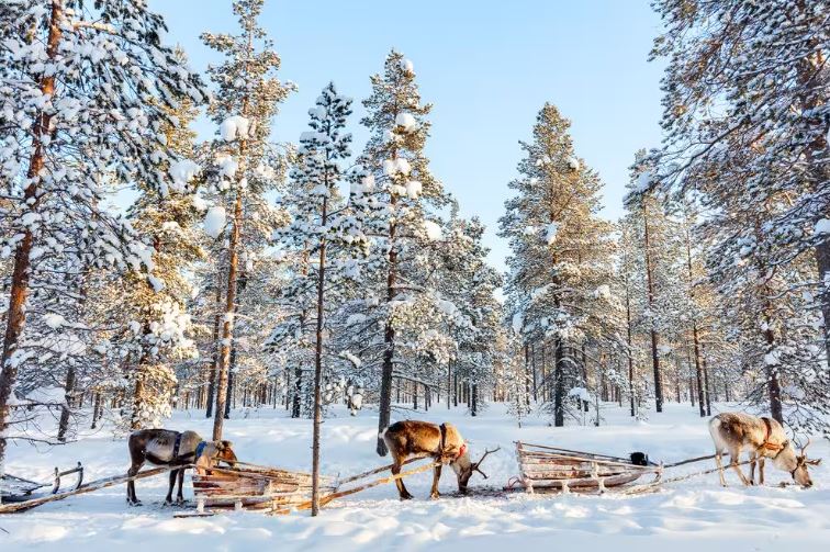 Kuzey Işıkları Lapland Pegasus Hava Yolları Özel Seferi ile 3 Gece RVN - RVN