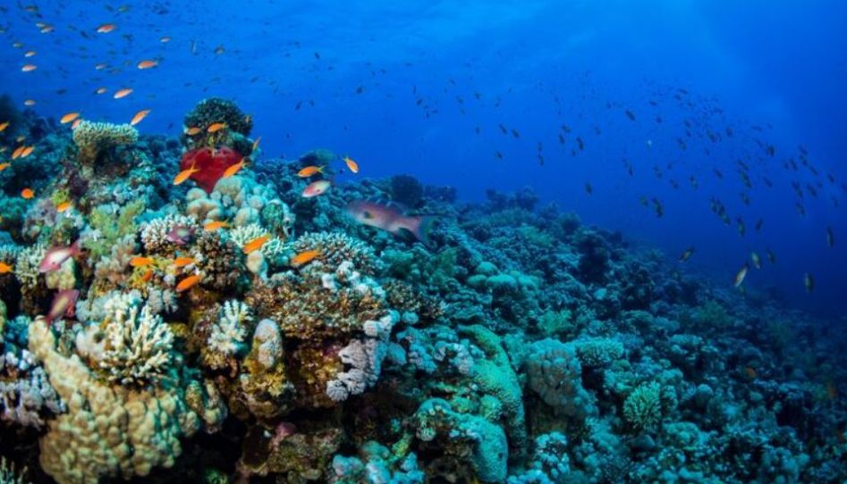 Promosyon Sharm El Sheikh Turu Ajet ile 4 Gece Transfer Saatine Kadar Otel Kullanımlı