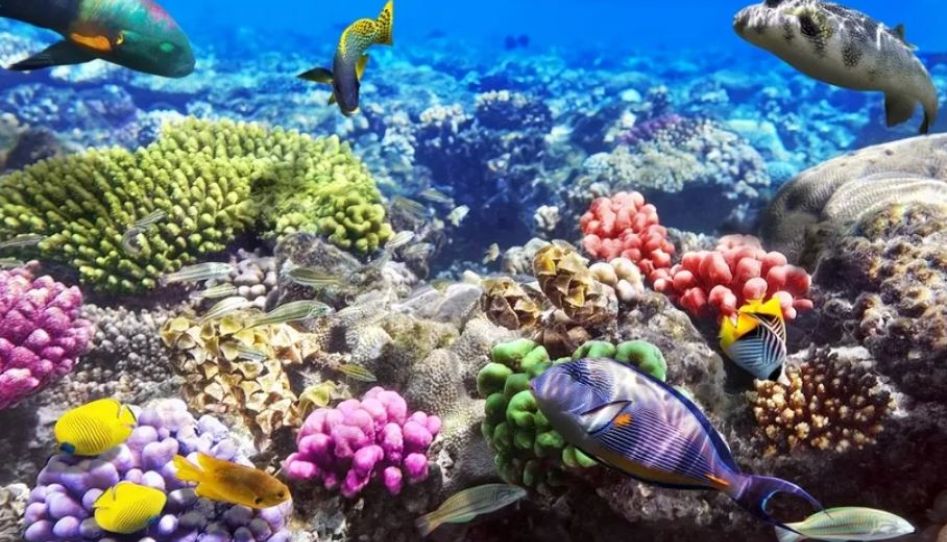 Gaziantep Çıkışlı Sharm El Sheikh-Kahire Turu Kasım Ara Tatili Özel Ajet Havayolları ile 4 Gece 5 Gün